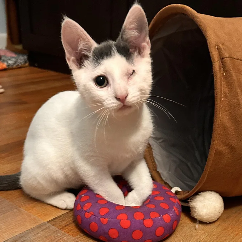A baby medium-sized male Gray & White Domestic Short Hair cat named Zion for adoption in Sewell, NJ