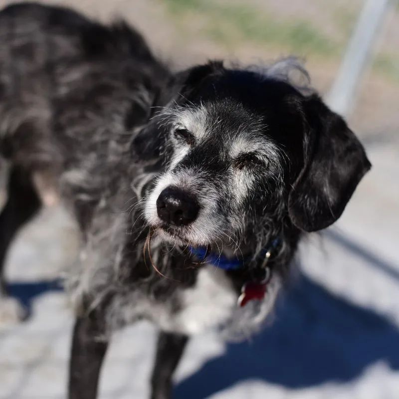 A senior medium-sized male Schnauzer dog named Boston for adoption in Idaho Falls, ID
