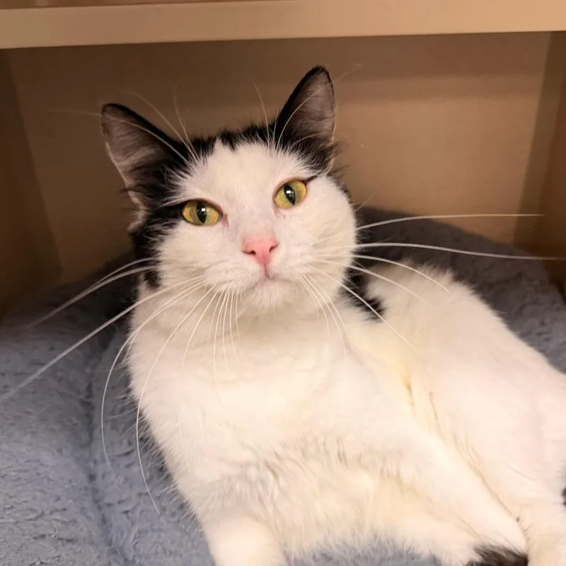 A young medium-sized female Domestic Short Hair cat named Marge for adoption in Pagosa Springs, CO