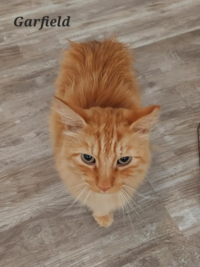 Garfield  Mr Purrsonality thumbnail 2