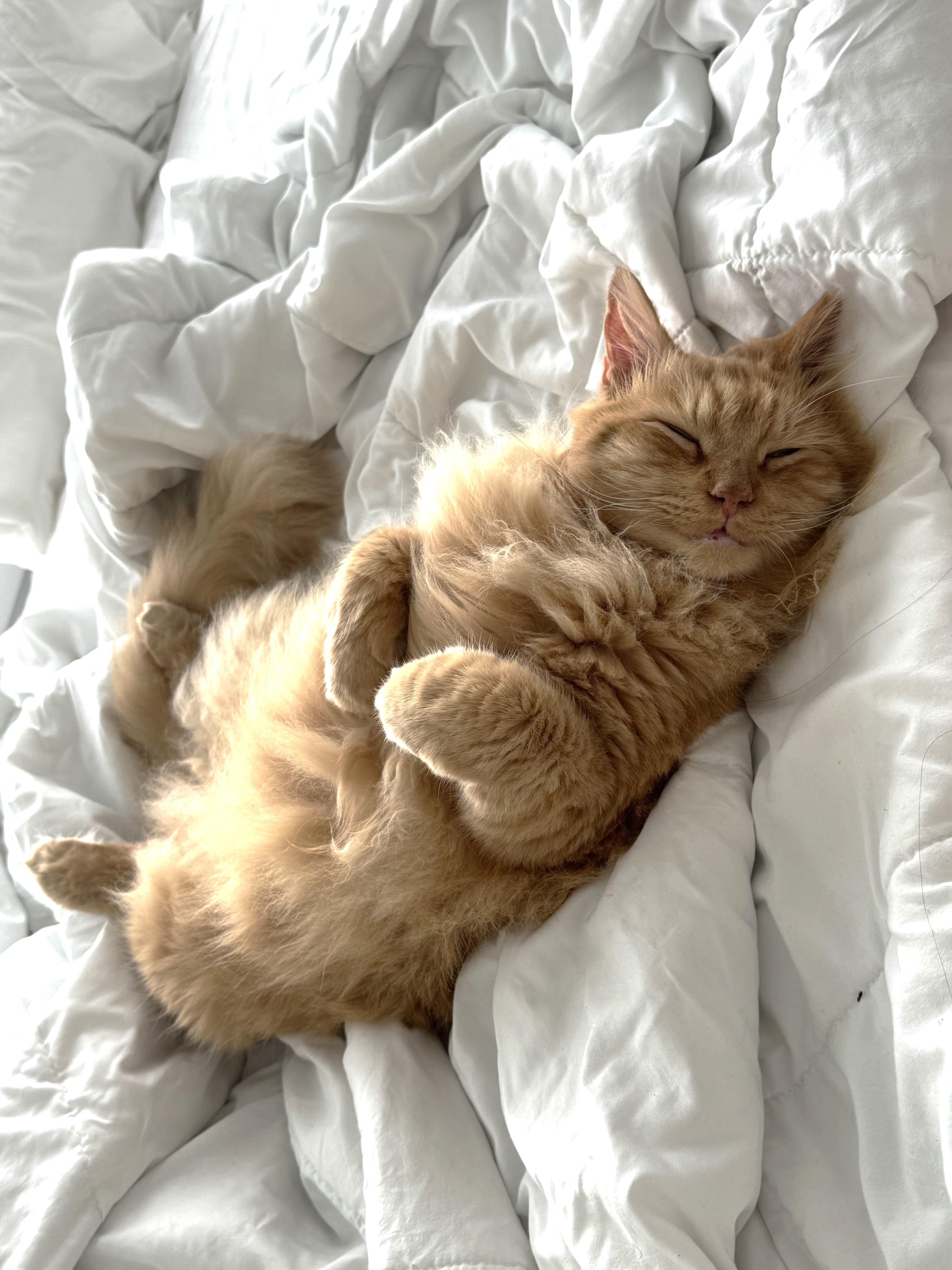 Garfield  Mr Purrsonality thumbnail 3