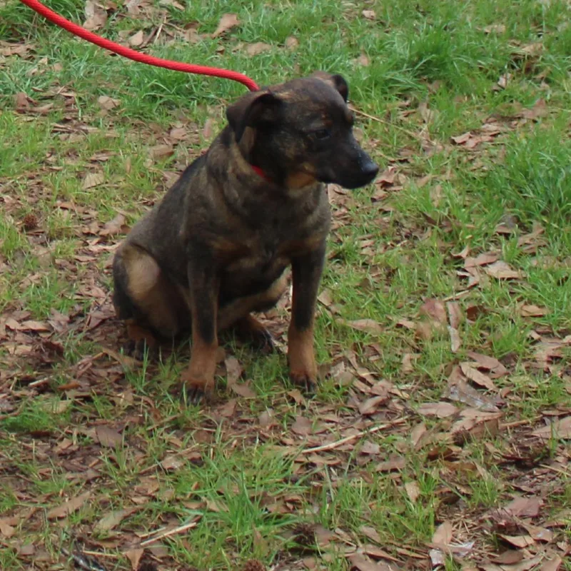 A young medium-sized female Brown / Chocolate Mixed Breed dog named Alexa for adoption in Valley, AL