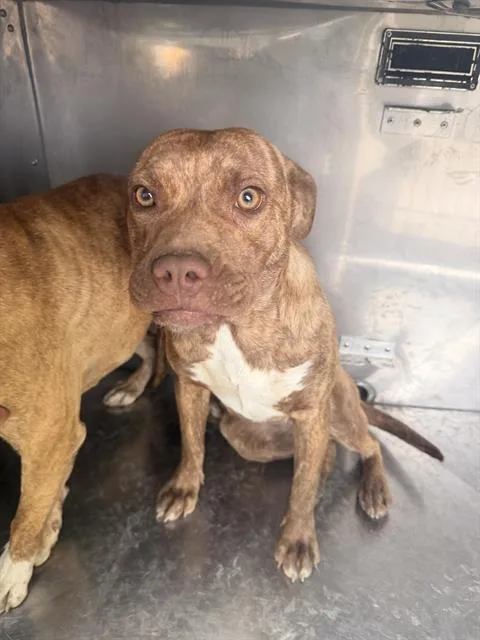 A young medium-sized female Mixed Breed dog named Zara for adoption in Dallas, TX