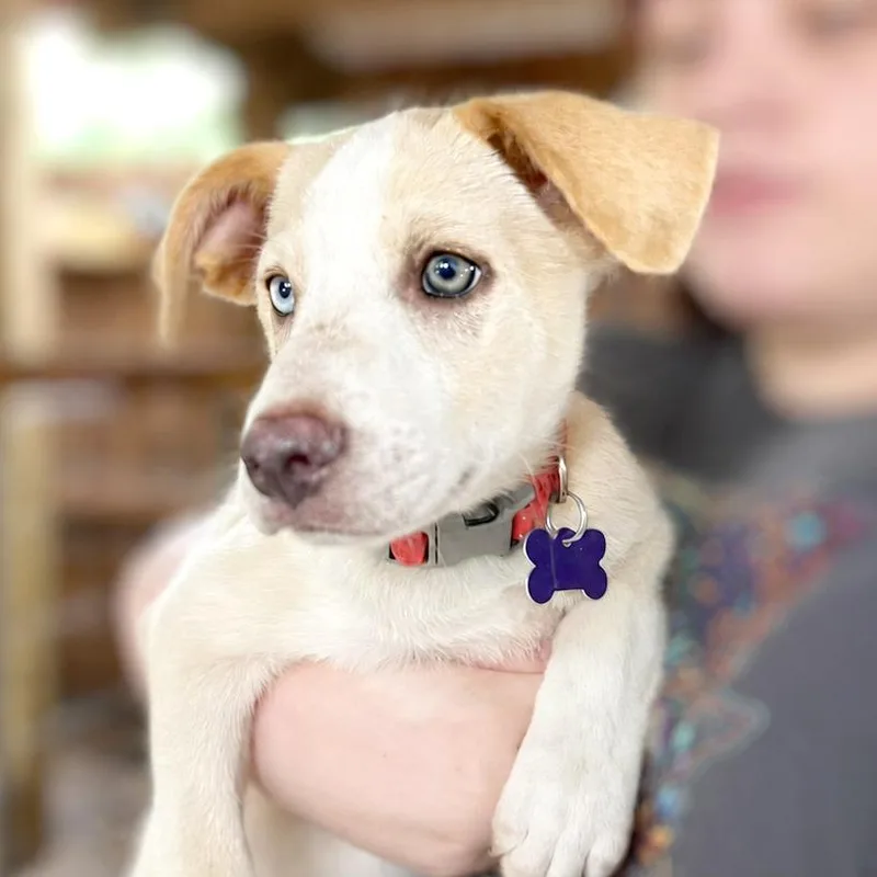 A baby small-sized female Yellow / Tan / Blond / Fawn Labrador Retriever dog named Ariel for adoption in Boerne, TX