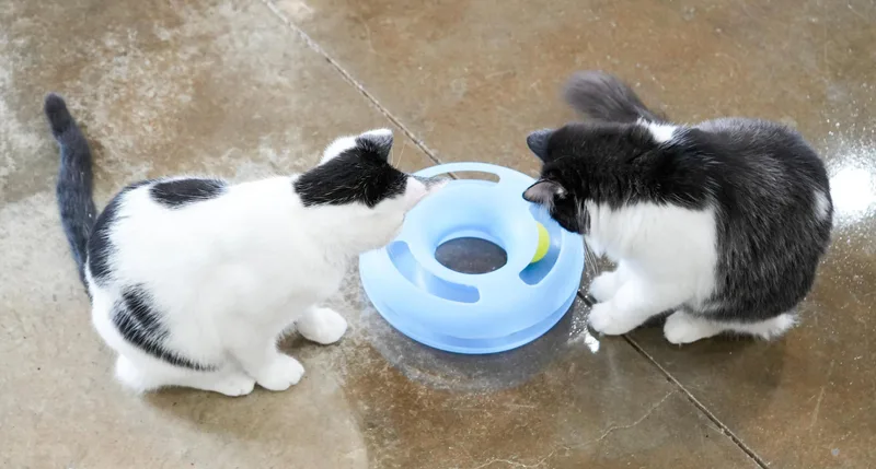 A baby small-sized female Black & White / Tuxedo Ragdoll cat named Salem and Shiloh for adoption in Bedford Hills, NY