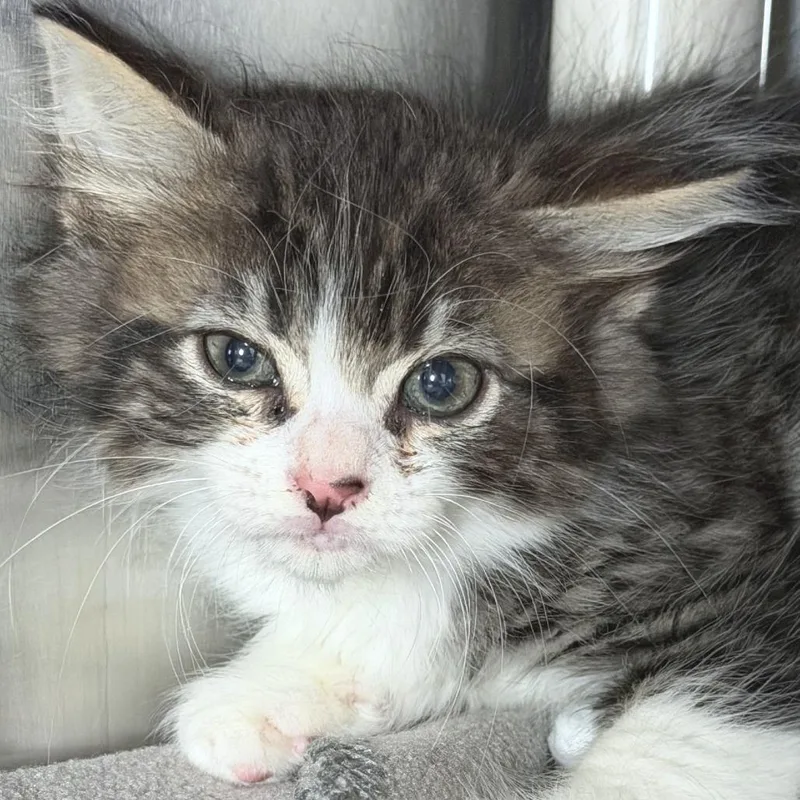 A baby small-sized male Brown / Chocolate Domestic Long Hair cat named GroverAvail  at Biddeford for adoption in Kennebunk, ME