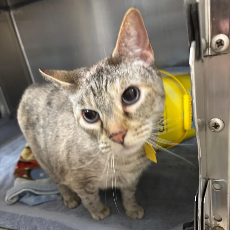 A senior large-sized female Gray / Blue / Silver Domestic Short Hair cat named Katy for adoption in Springfield, MA