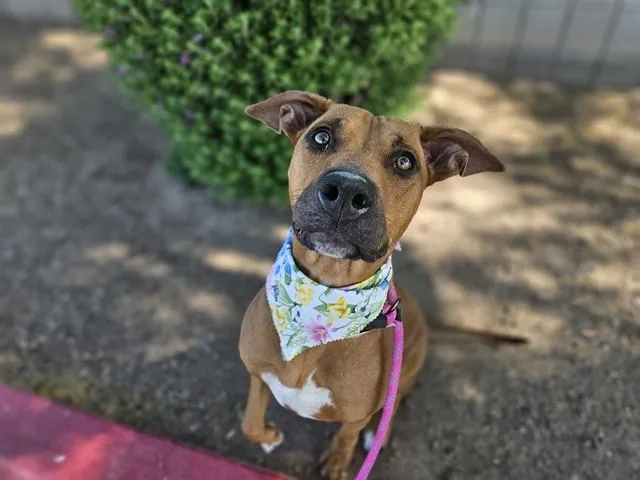 A young large-sized female Black Mouth Cur dog named Bambi for adoption in Phoenix, AZ