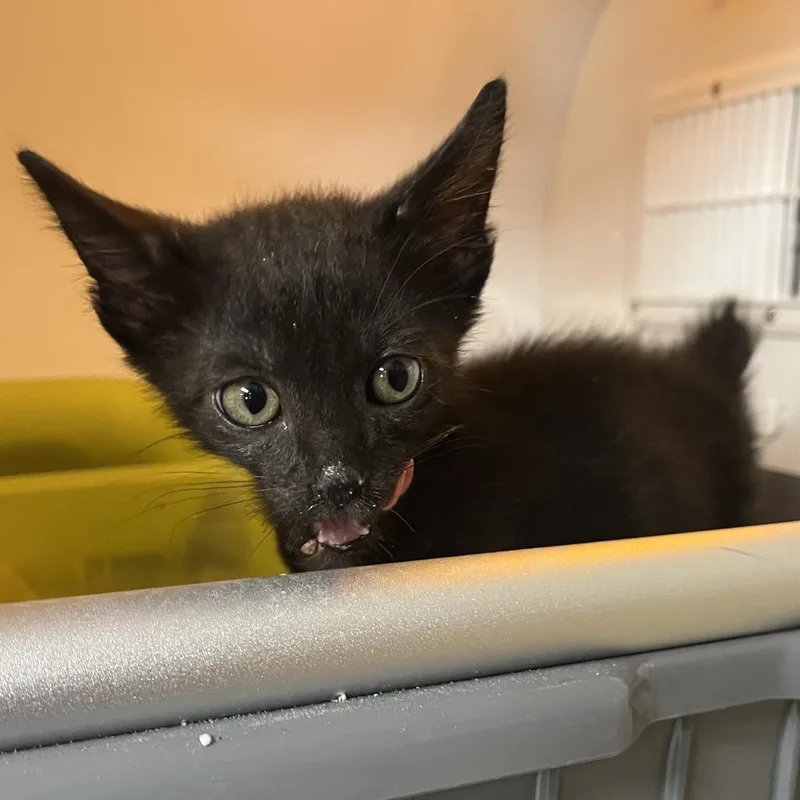 A baby small-sized female Black Domestic Short Hair cat named Gwen S for adoption in Pauls Valley, OK