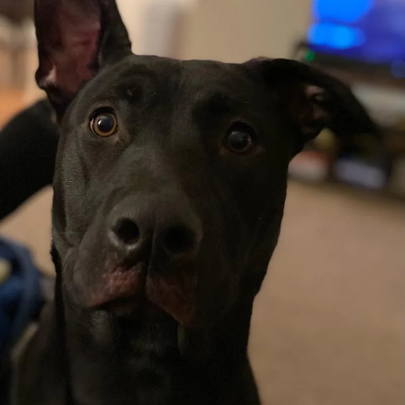 An adult large-sized female Black Mixed Breed dog named Molly for adoption in Columbus, GA