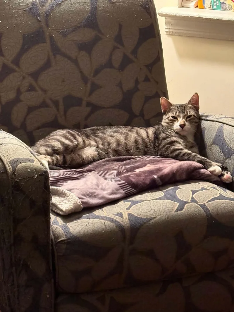 An adult medium-sized male Gray / Blue / Silver Domestic Short Hair cat named Stanley for adoption in North Babylon, NY