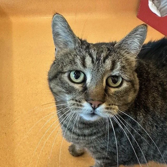 A senior extra large-sized female Domestic Short Hair cat named Cleo for adoption in Burlingame, CA