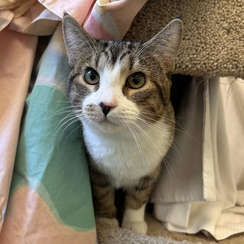 A young medium-sized male Brown / Chocolate American Shorthair cat named Fudge for adoption in Flagstaff, AZ