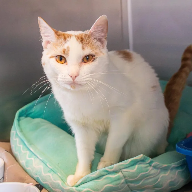 An adult medium-sized male White Domestic Short Hair cat named Marmalade for adoption in Wilmington, DE