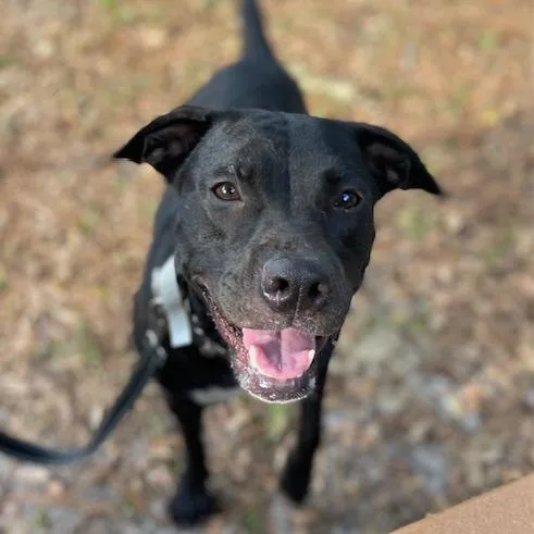 An adult medium-sized female Black Mixed Breed dog named Cookie for adoption in Jacksonville, FL