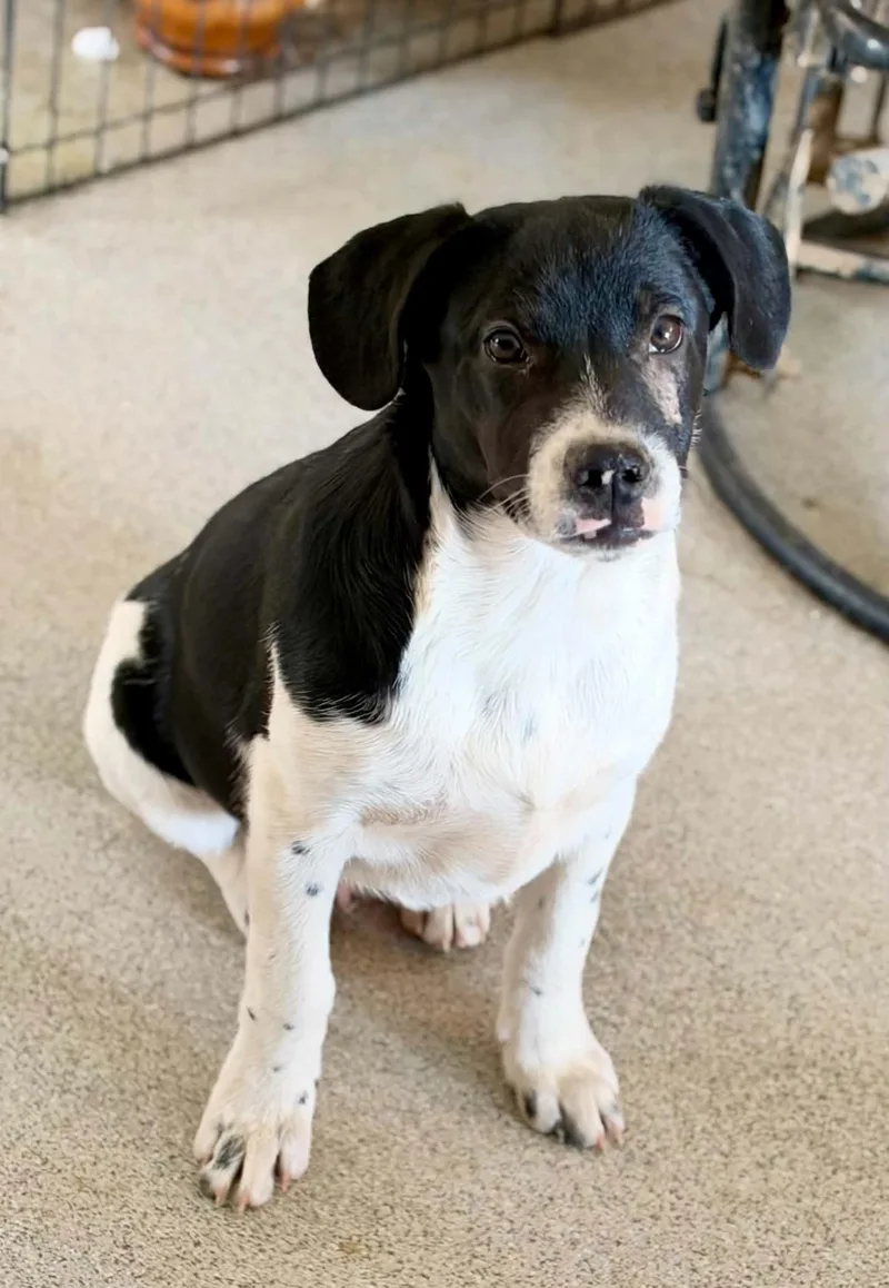 A baby medium-sized female Black Border Collie dog named Shadow for adoption in Bend, OR