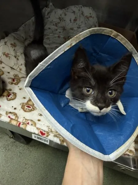 A baby small-sized male Domestic Short Hair cat named Piano Keys for adoption in New York, NY