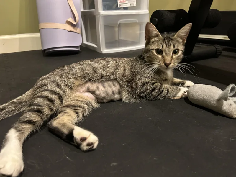A baby small-sized female Tabby (Brown / Chocolate) Domestic Short Hair cat named Natalie for adoption in Statesboro, GA