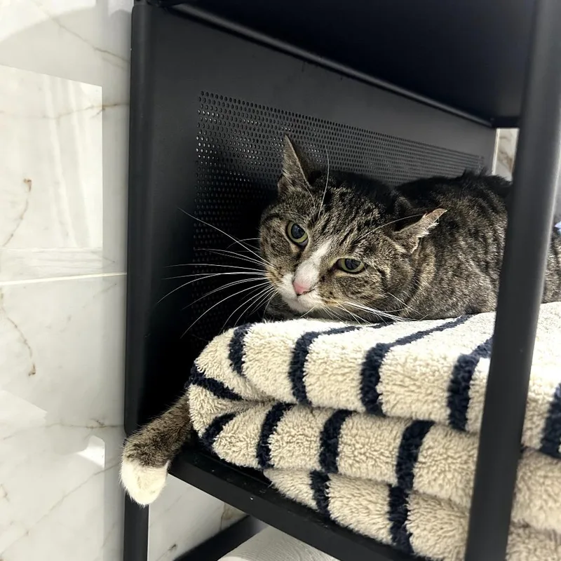 Holiday Inn thumbnail 2