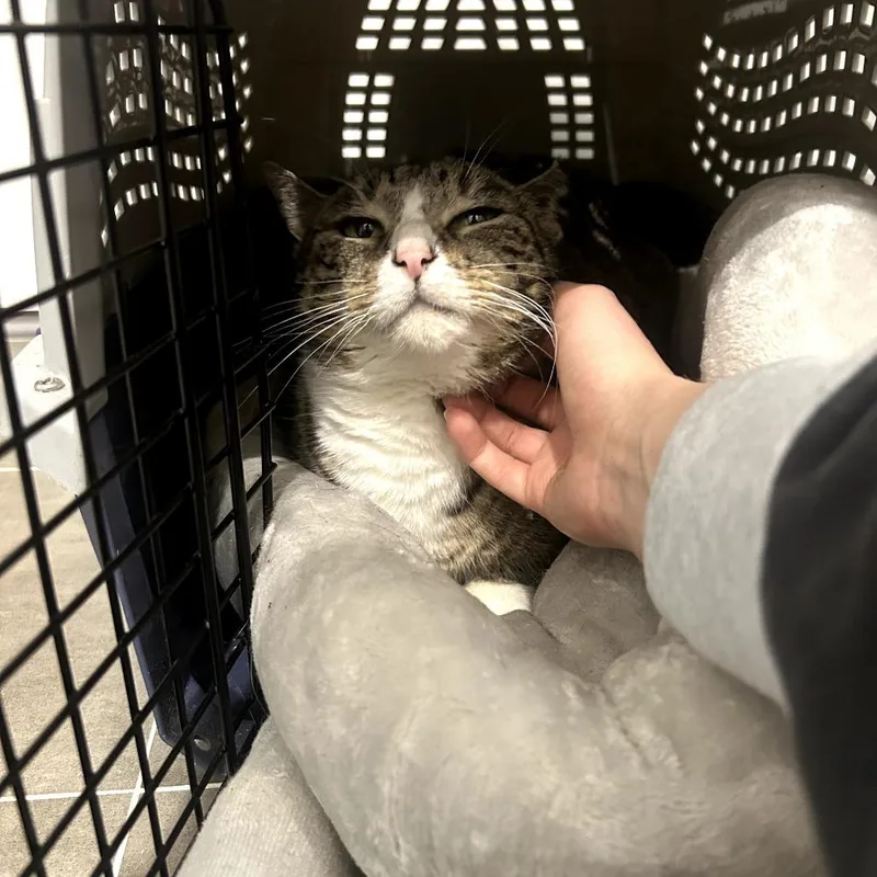 Holiday Inn thumbnail 4