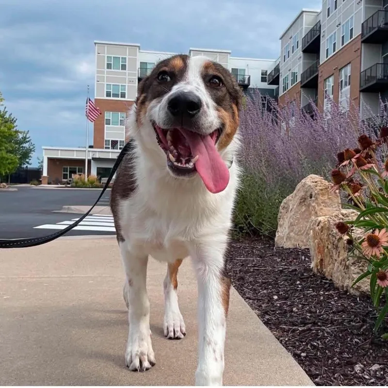 A young medium-sized female Black Mixed Breed dog named Luna for adoption in Buffalo, MN