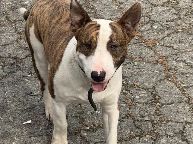 A young large-sized male Bull Terrier dog named Noxxy for adoption in Sacramento, CA