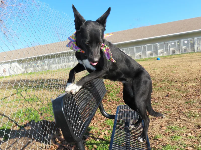 Astra  Cc thumbnail 3