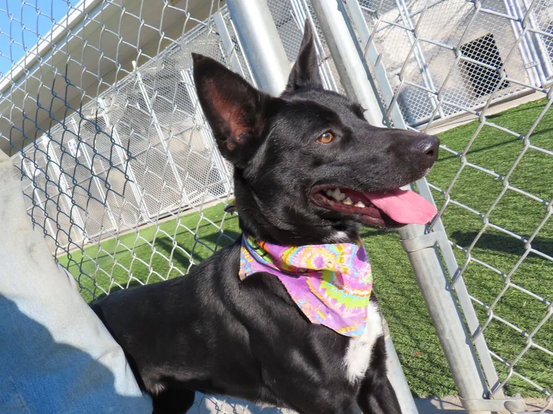 Astra  Cc thumbnail 4