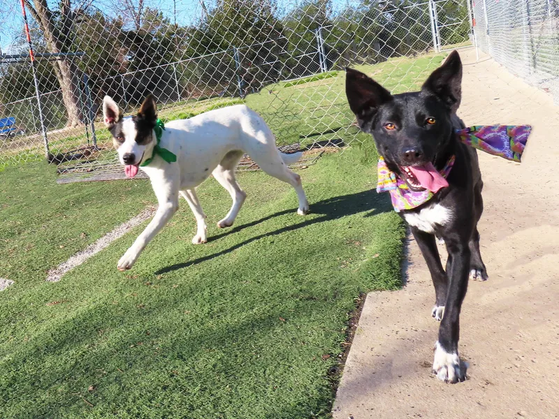 Astra  Cc thumbnail 5