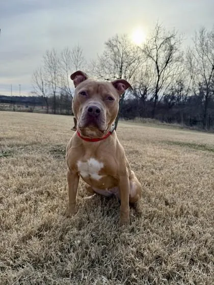An adult medium-sized female Mixed Breed dog named Bella for adoption in Independence, MO