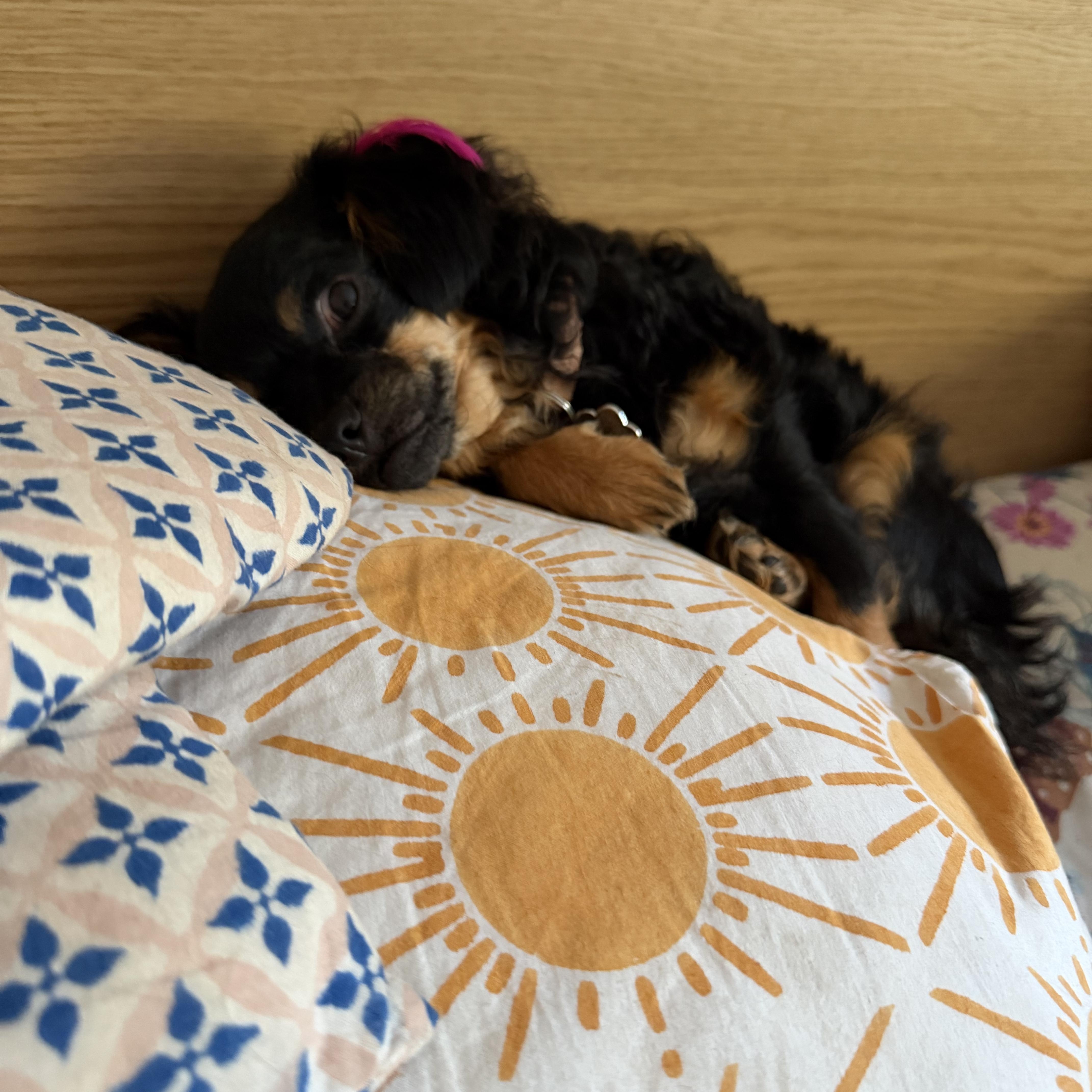 An adult small-sized female Chihuahua dog named Minnie for adoption in Santa Barbara, CA