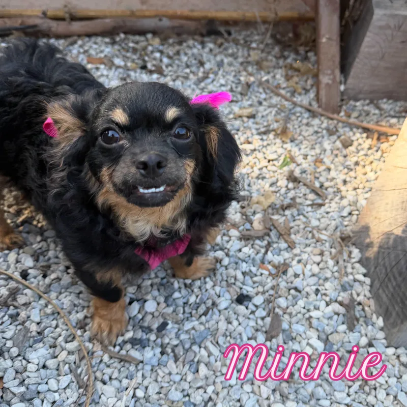 Minnie thumbnail 2