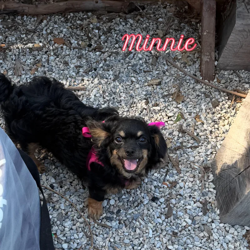 Minnie thumbnail 3