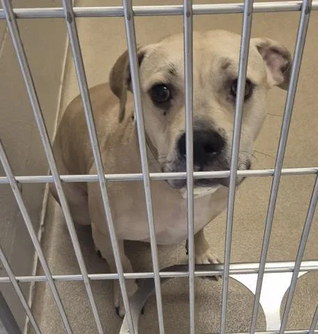 A young medium-sized female Pit Bull Terrier dog named Fawn Due for adoption in Decatur, IL