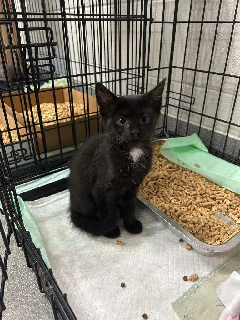 A baby small-sized female Domestic Short Hair cat named Binx for adoption in East Ridge, TN