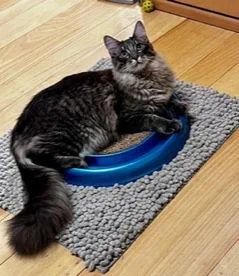 Fuzzy Wuzzy thumbnail 3