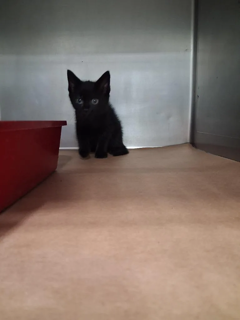 A baby small-sized male Domestic Short Hair cat named Mercury for adoption in Cartersville , GA