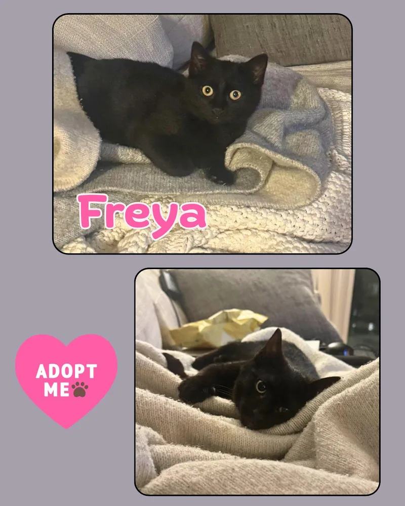 A baby small-sized female Black Domestic Short Hair cat named Freya for adoption in Bronx, NY