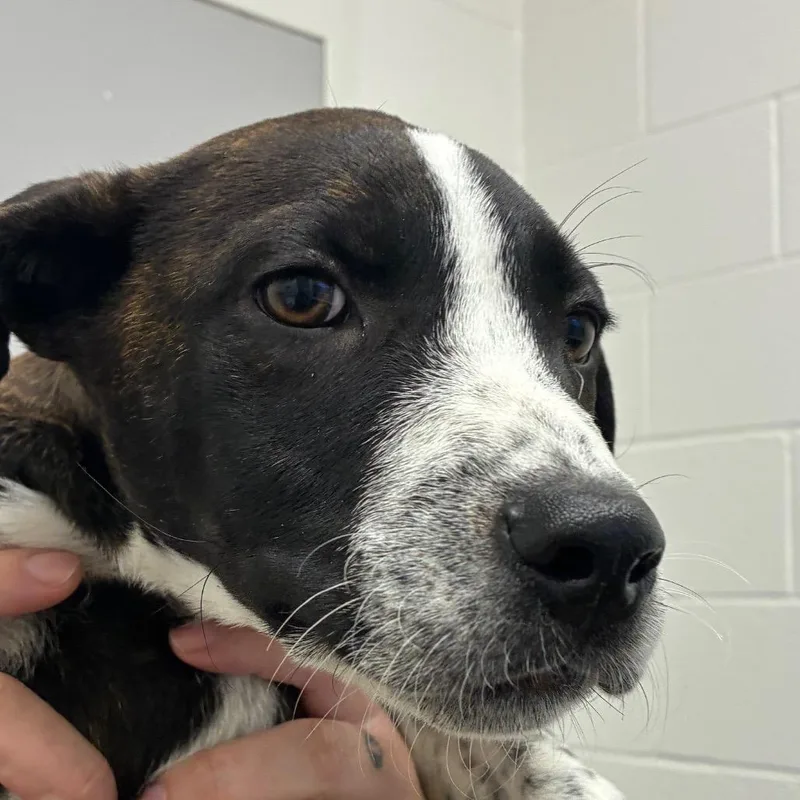A baby small-sized male Brindle Terrier dog named The Duke for adoption in Corpus Christi, TX