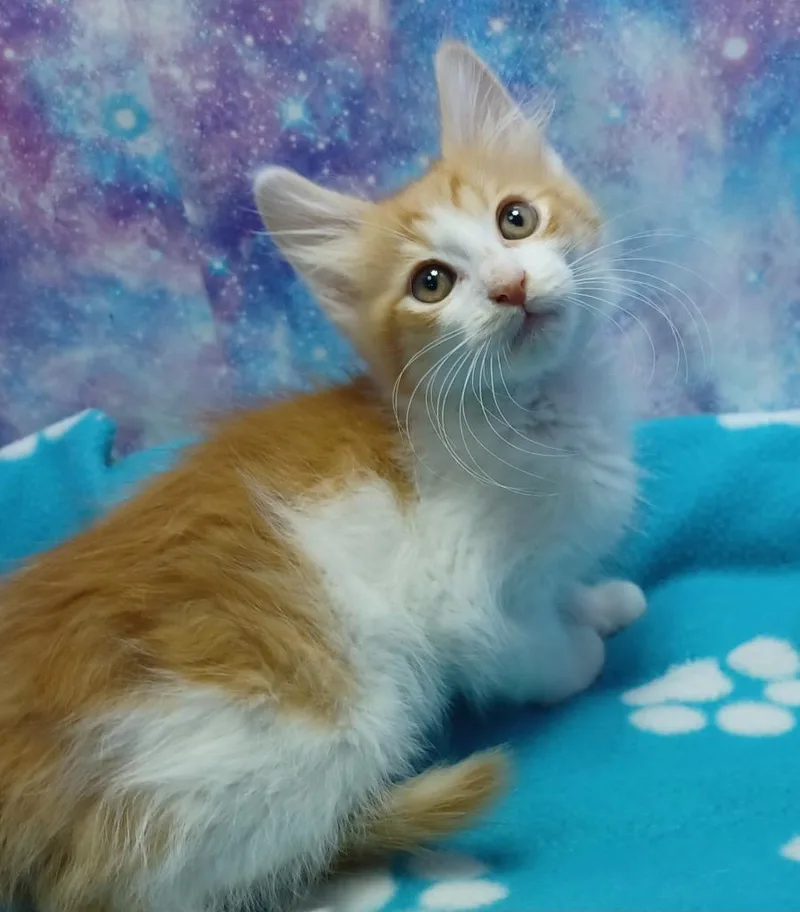 A baby small-sized male Domestic Medium Hair cat named Nathan for adoption in Washington Court House, OH