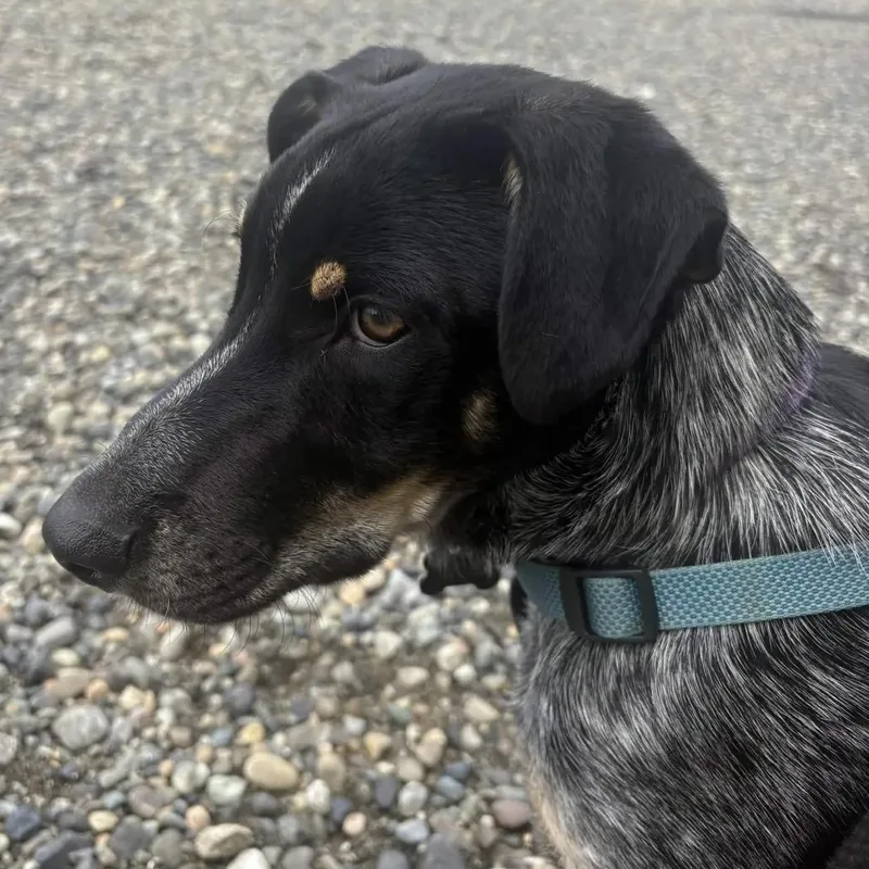 Milo