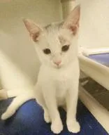 Clementine thumbnail 2