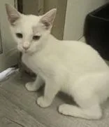 Clementine thumbnail 3