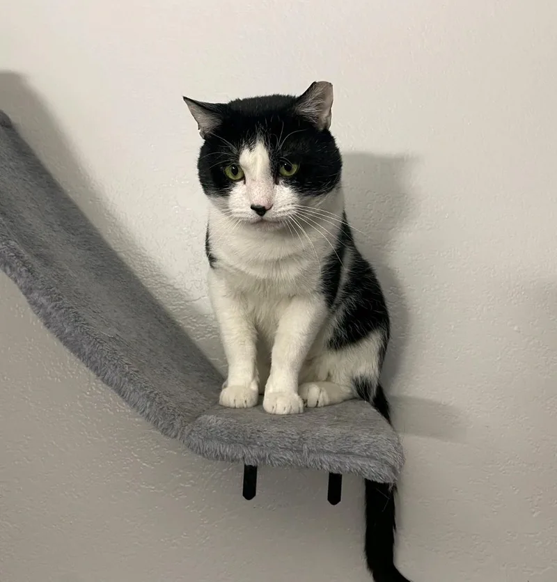 A young large-sized male Domestic Short Hair cat named Hercules for adoption in Reno, NV