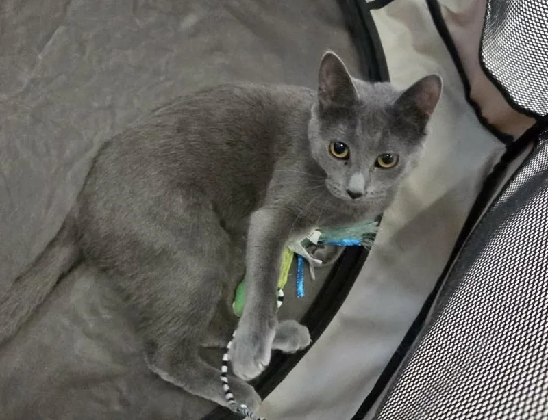 A baby small-sized female Russian Blue cat named Blubelle for adoption in Chicago, IL