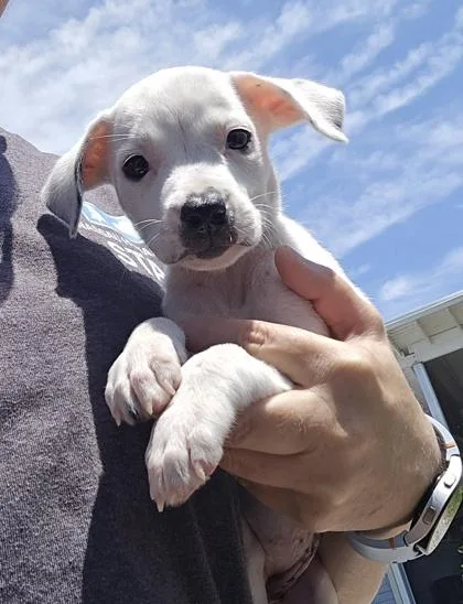A baby small-sized female White / Cream Mixed Breed dog named Norris for adoption in Fernandina Beach, FL