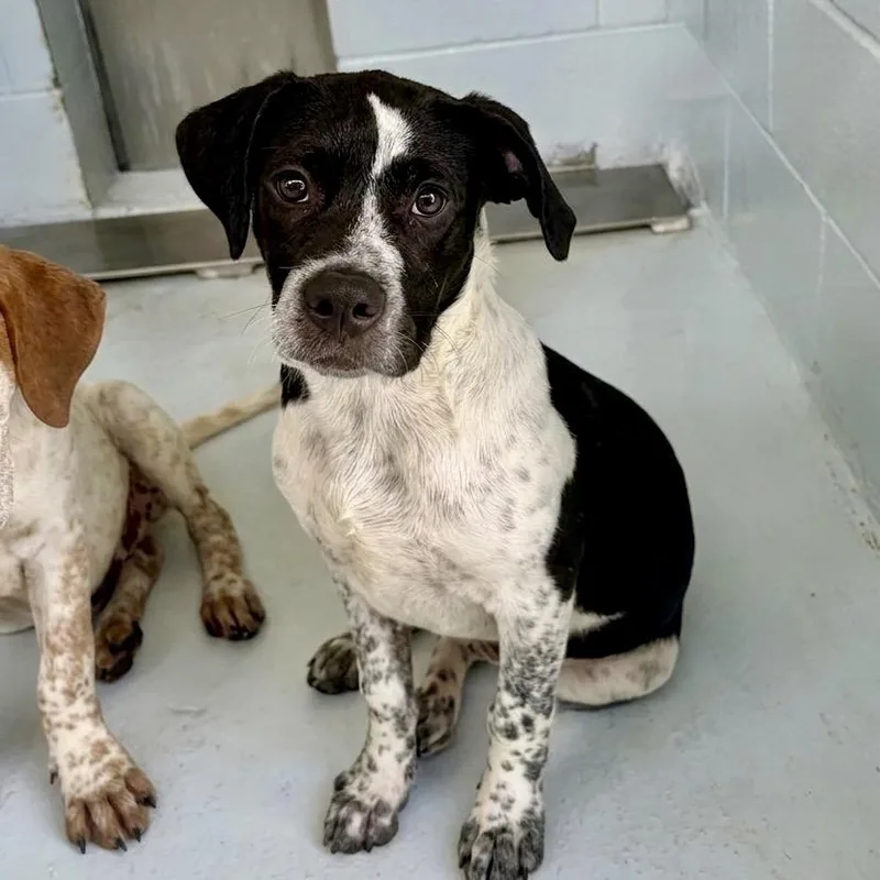 A baby medium-sized male Black Australian Cattle Dog / Blue Heeler dog named Thor for adoption in Bastrop, TX