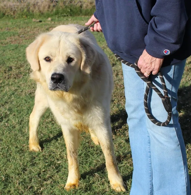 An adult large-sized male White / Cream Great Pyrenees dog named Jake for adoption in Claremore, OK