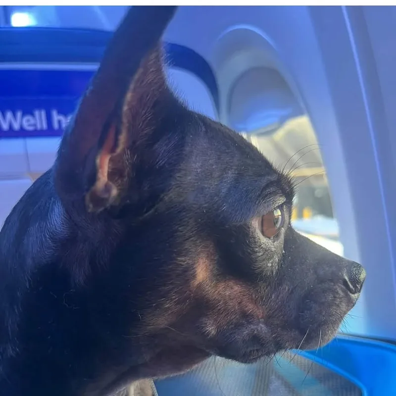 A young small-sized female Chihuahua dog named Felipa for adoption in Baldwin, MD