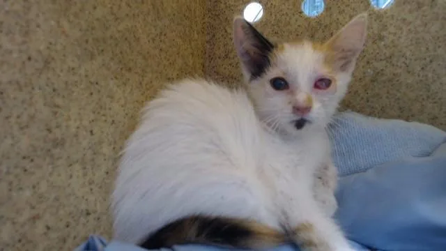A baby medium-sized female Domestic Medium Hair cat named Apollonia for adoption in Downey, CA